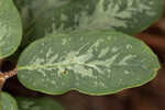 False flowering spurge